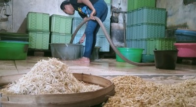 Melihat Dusun yang Menjadi Sentra Pembuatan Taoge