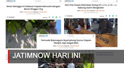 Jatimnow Hari Ini: Mangga Sebesar Kepala Manusia dengan Berat Hingga 2 Kg
