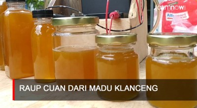 Video: Raup Cuan Jutaan Rupiah dari Madu Klanceng