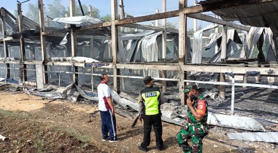 33 Ribu Ayam Terpanggang, Perusahaan Peternakan Ponorogo Rugi Rp 1,8 M