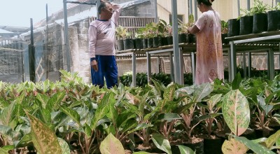 Pria di Jombang Raup Cuan Jutaan Rupiah dari Budi daya Aglaonema