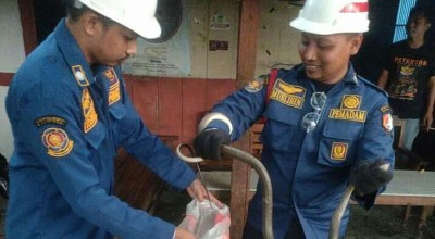 Damkar Bojonegoro Tangani 735 Kejadian, Didominasi Evakuasi Ular & Sarang Tawon