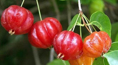 Manfaat Pohon Dewandaru bagi Kesehatan dan Kekayaan