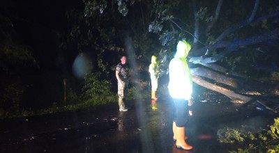 Pohon Tumbang di Ngawi, 2 Orang Tewas dan 1 Terluka
