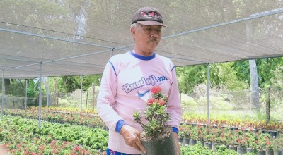 Sulap Sawah Jadi Kebun Bunga, Warga Jombang Raup Cuan