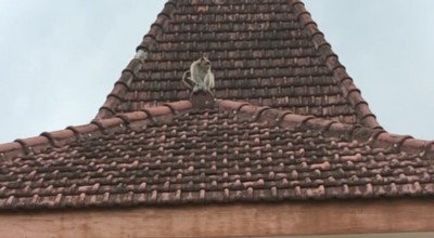 Monyet Liar Satroni Kantor Kecamatan Laren Lamongan