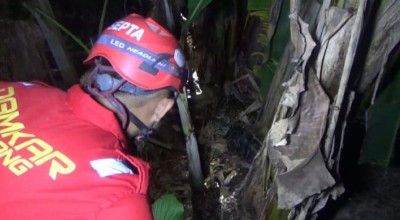 Ular Sanca Kembang 4 Meter Gegerkan Warga Jombang