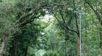 Misteri Ular Raksasa Berkepala Dua dan Hantu Perempuan di Alas Balongpanggang