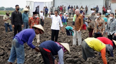 Jokowi Tinjau Lahan Tebu di Mojokerto, Target 5 Tahun Swasembada Gula