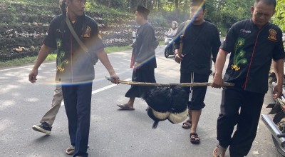 Tradisi Sembelih Kambing Kendit untuk Sedekah Bumi Desa Carangrejo Ponorogo