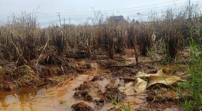 Limbah Pabrik di Lamongan Cemari Lahan Pertanian