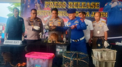 Penyelundupan 9 Ekor Kanguru dan Ratusan Satwa dari Papua ke Surabaya Digagalkan