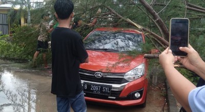 Pohon Cemara Tumbang Timpa Mobil Akibat Hujan Angin di Pamekasan