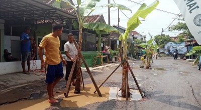Protes Jalan Rusak, Warga Bangil Pasuruan Ramai-ramai Tanam Pohon Pisang