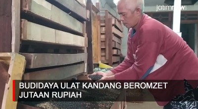 Video: Budidaya Ulat Kandang Beromzet Jutaan Rupiah