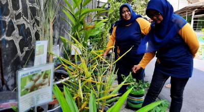 Cara Warga Mojokerto Kurangi Ketergantungan Obat Kimia dengan Toga