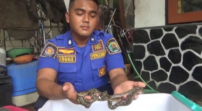 Belasan Anakan Ular Piton di Trenggalek Teror Warga, Induknya Masih Misterius