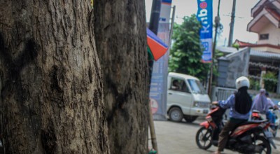 Rawan Dicuri, Pohon Sonokeling Senilai Rp5 Miliar di Tulungagung Mulai Didata