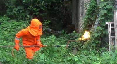 Tak Mempan Disemprot Obat Serangga, Sarang Tawon Vespa di Jombang Dibakar