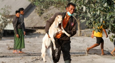 Foto: Warga Lereng Semeru Mengevakuasi Ternak dan Barangnya