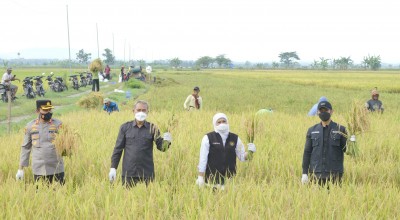 Khofifah Optimis Stok Beras di Jatim Aman