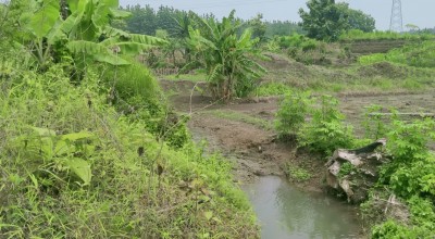 Lahan Pertanian Rusak, Warga Jombang Keluhkan Pembangunan Peternakan Ayam