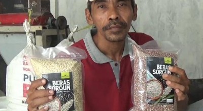 Kisah Petani Jombang Sukses Budidayakan Sorgum Pengganti Beras