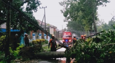 Hujan Angin Kencang Terjang Jombang, Pohon Tumbang di 6 Titik Jalan