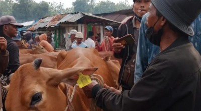 Permudah Pendataan, Ternak di Bangkalan Dipasang Eartag