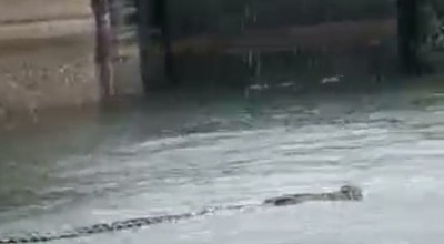 Viral! Video Buaya Berenang di Perairan Gresik, Mau Tahu Lokasinya?