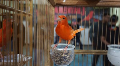 Keren! Ratusan Ekor Kenari Adu Cantik di Juanda, Sidoarjo