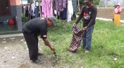 Cerita Penangkapan Ular Weling yang Hendak Serang Warga di Jombang