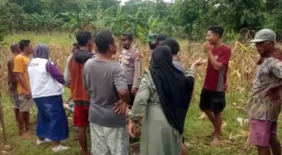 Petani di Bojonegoro Meninggal Dunia saat Panen Jagung