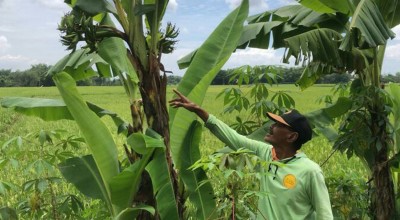Wow! Pohon Pisang Bertandan 5 di Bojonegoro Hebohkan Warga