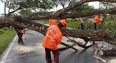Pohon Tumbang Sempat Tutup Akses Menuju Suramadu, Kemacetan Mengular 2 Kilometer