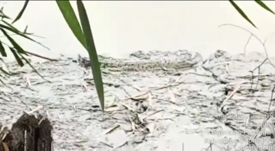 Heboh Buaya Berjemur di Tepi Bengawan Solo Bojonegoro, Warga Diimbau Waspada