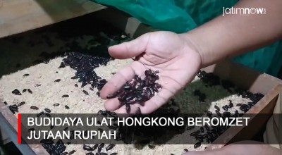 Video: Budidaya Ulat Hongkong Beromzet Jutaan Rupiah