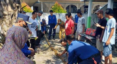 Gempar Ular Sanca 4 Meter Jebol Plafon Rumah Warga di Lamongan