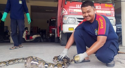 Heboh Ular Sanca Kembang Tepergok Memangsa Ayam Warga di Lamongan