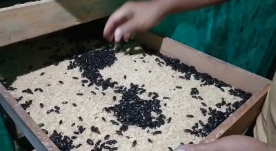 Budidaya Ulat Hongkong, Pria di Jombang Kebanjiran Cuan