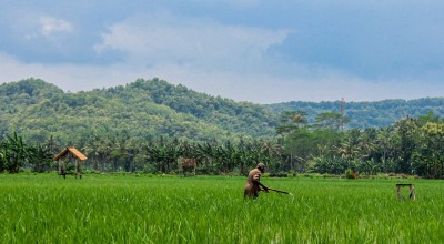 Lahan Produksi Pangan di Tulungagung Susut Ribuan Hektare