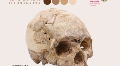 Museum di Belanda Kirim Replika Tengkorak Fosil Homo Wajakensis ke Tulungagung