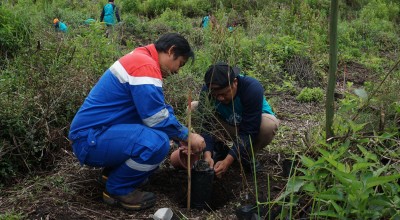 Pertamina Tanjung Wangi Tanam 1000 Bibit Cemara di Kaki Gunung Ijen
