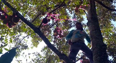 Gasss Lur! Durian Wonosalam Jombang Mulai Panen Lho