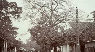 Percaya Pohon Randu Dihuni Hantu? Itu Akal-akalan Belanda, Ini Faktanya