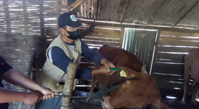 Muncul Penyakit LSD, Lalu Lintas Ternak ke Lamongan Diperketat