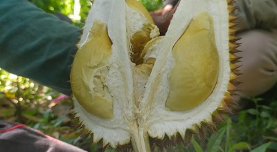 Ayo Serbu, Lur..Durian Wonosalam Jombang Memasuki Puncak Panen