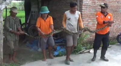 Ular Sanca Kembang Penghuni Rumah Kosong Ditangkap, Sering Memangsa Ternak