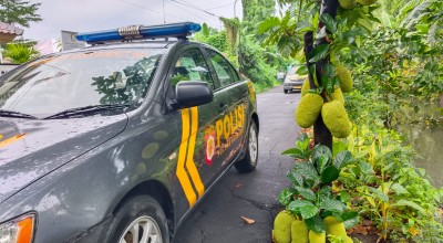 Pohon Nangka Unik di Mapolsek Rungkut Surabaya: Bikin Sejuk, Berkah Bagi Anggota