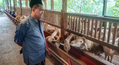 Keren! Peternakan Kambing ala Selandia Baru di Sidoarjo, Bersih Tak Bau Tahi